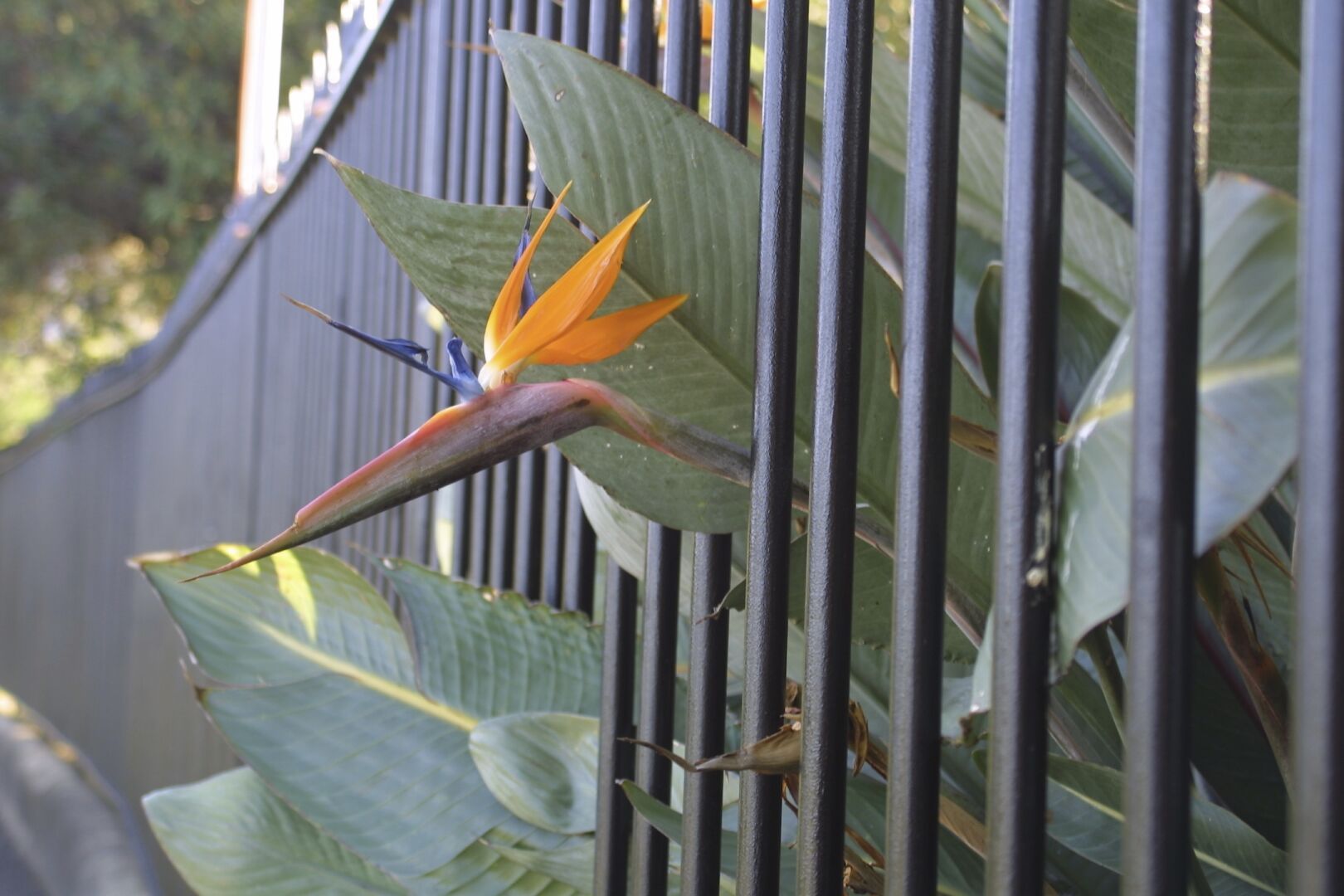 A bird-of-paradise flower pokes through the railings of the Sydney Botanical Gardens, like a prisoner looking out at freedom outside.